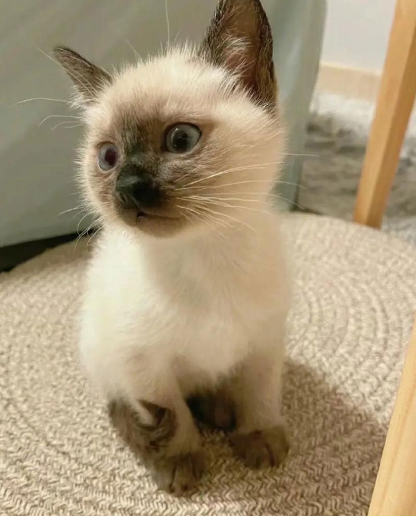 Pet Portrait original