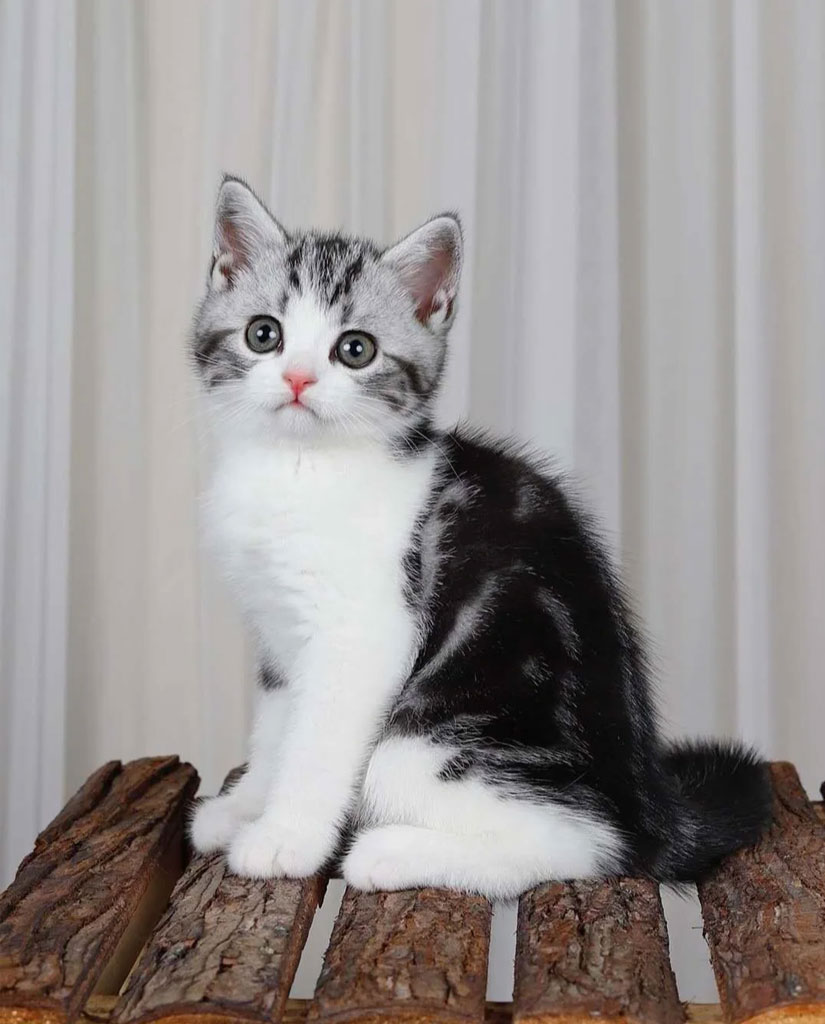 Pet Portrait input photo