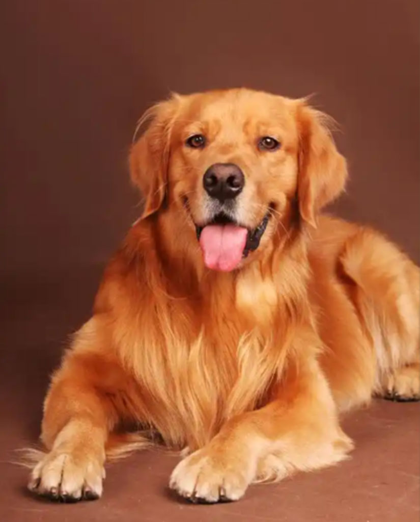 Before Before for Puppy Art